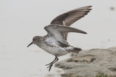 White-rumped Sandpiper low res-8847.jpg