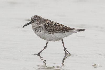 White-rumped Sandpiper low res-8870.jpg