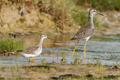 Wilson's Phalarope low res-8611.jpg