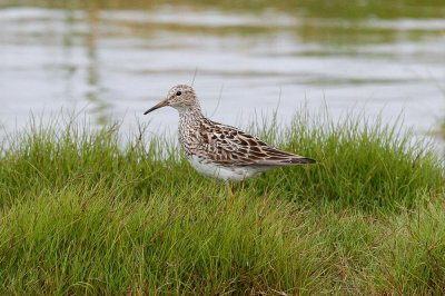 Pectoral Sandpiper low res-6558.jpg