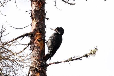 Black-backed Woodpecker (Picoides arcticus)