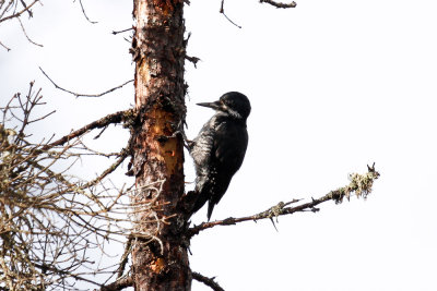 Black-backed Woodpecker low res-4655.jpg