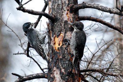 Black-backed Woodpecker low res-4672.jpg