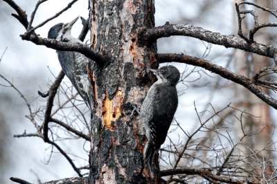 Black-backed Woodpecker low res-4677.jpg