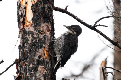Black-backed Woodpecker low res-4708.jpg