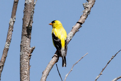 American Goldfinch low res-3848.jpg