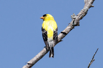 American Goldfinch low res-3853.jpg