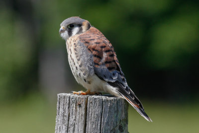 American Kestrel (Falco sparverius)