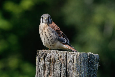 American Kestrel low res-3984.jpg