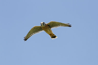 American Kestrel low res-4028.jpg