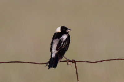 Bobolink low res-3559.jpg