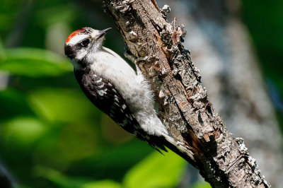 Downy Woodpecker (Picoides pubescens)