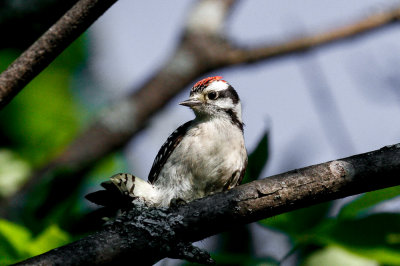 Downy Woodpecker (Picoides pubescens)