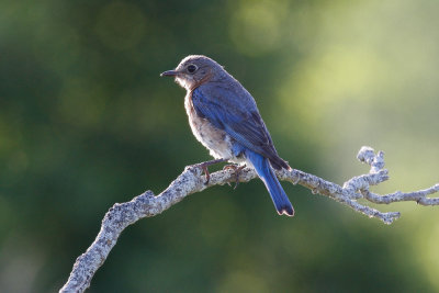 Eastern Bluebird (Sialia sialis)