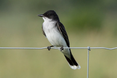 Eastern Kingbird (Tyrannus tyrannus)