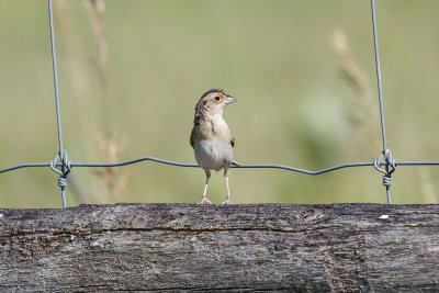 Grasshopper Sparrow  low res-4136.jpg