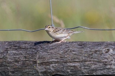 Grasshopper Sparrow  low res-4223.jpg