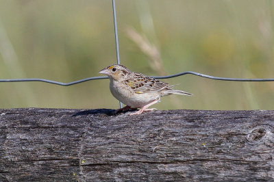 Grasshopper Sparrow  low res-4235.jpg