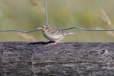 Grasshopper Sparrow  low res-4240.jpg