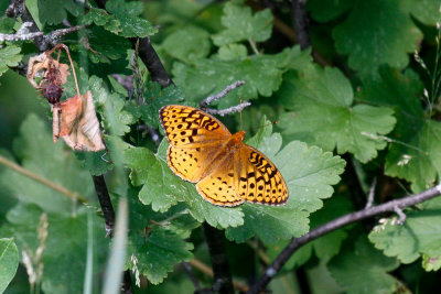 Great Spangled Fritillary low res-4555.jpg