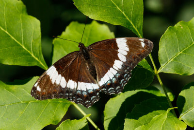 White Admiral low res-3736.jpg