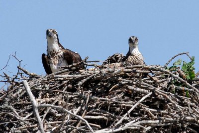 Osprey low res-4095.jpg