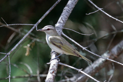 Red-eyed Vireo (Vireo olivaceus)