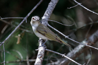 Red-eyed Vireo low res-4904.jpg