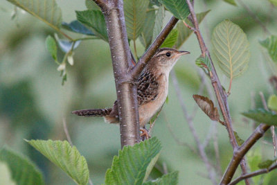 Sedge Wren (Cistothorus platensis)