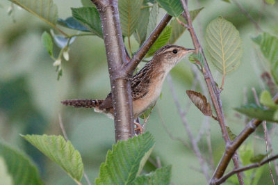 Sedge Wren low res-3520.jpg