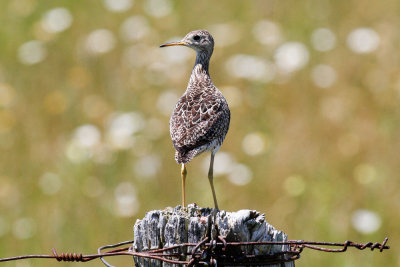 Upland Sandpiper (Bartramia longicauda)