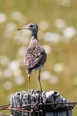 Upland Sandpiper low res-4079.jpg