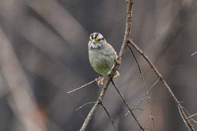 White-throated Sparrow low res-4626.jpg