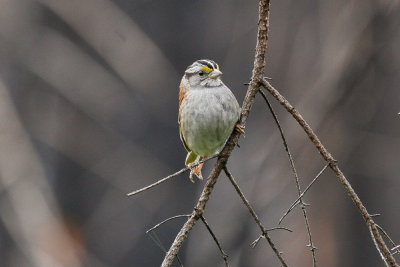 White-throated Sparrow low res-4628.jpg