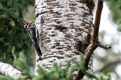 Yellow-bellied Sapsucker  low res-4799.jpg