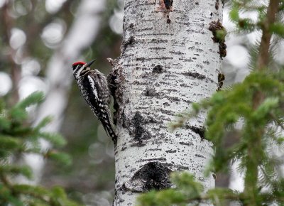 Yellow-bellied Sapsucker  low res-4870.jpg