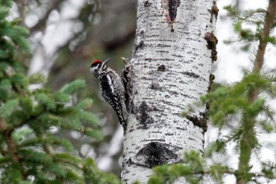 Yellow-bellied Sapsucker  low res-4883.jpg