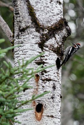Yellow-bellied Sapsucker  low res-4913.jpg