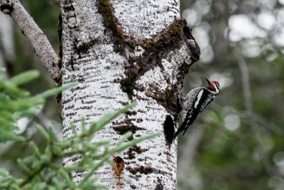 Yellow-bellied Sapsucker  low res-4915.jpg