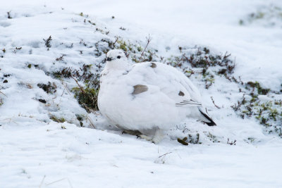 Ptarmigan (Lagopus muta)