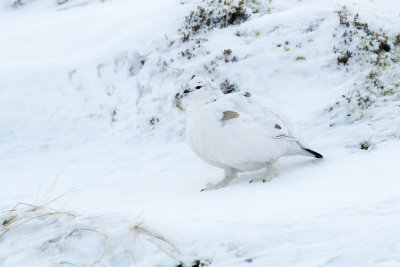 Ptarmigan (Lagopus muta)