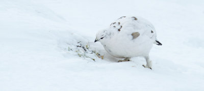 Ptarmigan (Lagopus muta)