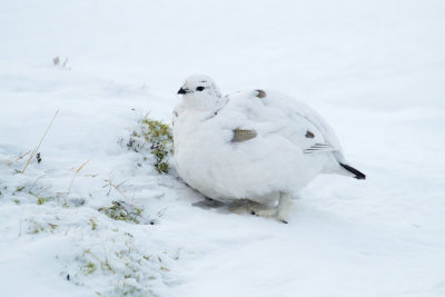 Ptarmigan (Lagopus muta)