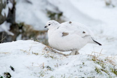 Ptarmigan (Lagopus muta)