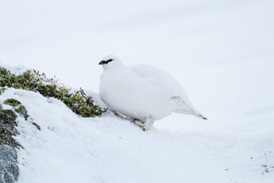 Ptarmigan (Lagopus muta)
