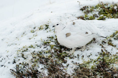 Ptarmigan (Lagopus muta)
