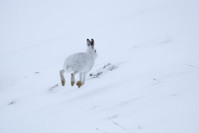 Mountain Hare (Lepus timidus)