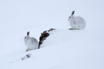 Mountain Hare (Lepus timidus)
