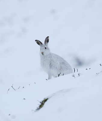 Mountain Hare (Lepus timidus)