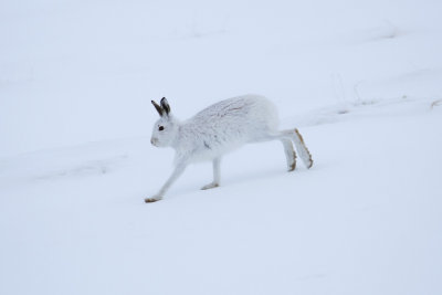 Mountain Hare (Lepus timidus)